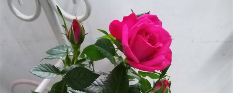 老桩玫瑰如何发芽(老桩玫瑰发芽后长的缓慢)