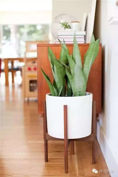 什么花适合养在花盆里