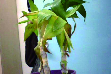 观音竹子叶子发黄怎么补救