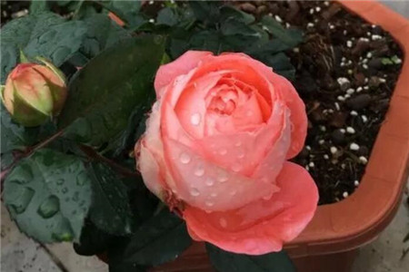 月季花适合院子里种植吗