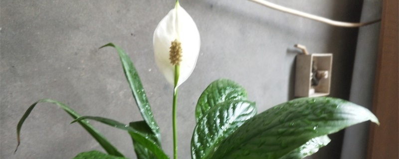 白掌的花语和寓意送人有什么禁忌(白掌的花语及寓意和故事)