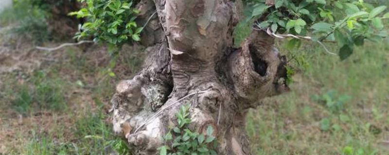 榆树如何养根老榆树桩没根能栽活吗(老桩榆树根少怎么办)