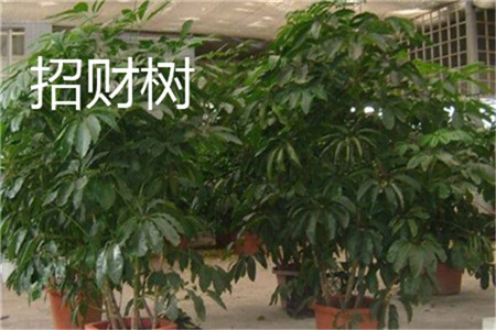 招财树掉叶子怎么补救方法