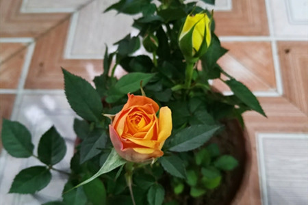 老桩玫瑰发芽后长的缓慢