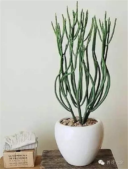 什么花适合养在花盆里