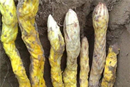 肉苁蓉 危害极大