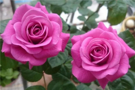 月季花适合院子里种植吗