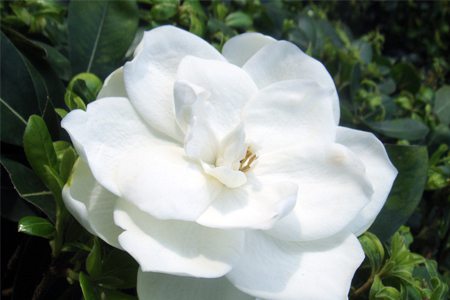 大叶栀子花修剪方法