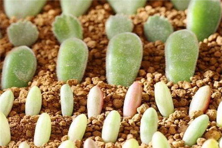 多肉植物扦插繁殖如何操作