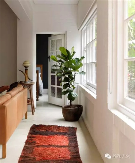 什么花适合养在花盆里