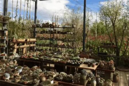 种多肉大棚要投资多少钱