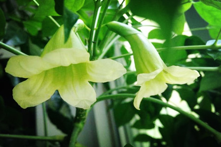 幸福树图片大全大图