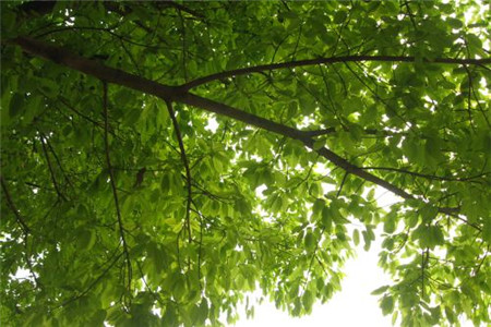 大叶榕怎样嫁接小叶榕苗