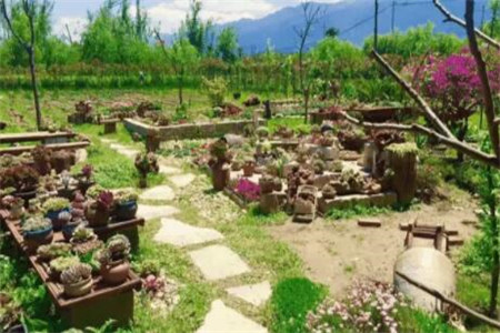 种多肉大棚要投资多少钱