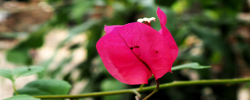 三角梅怎么养家庭养法修剪方法图(三角梅怎样养护?)