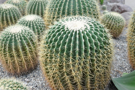 金虎仙人球的作用