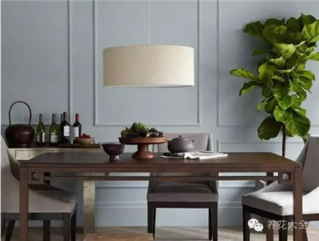 什么花适合养在花盆里