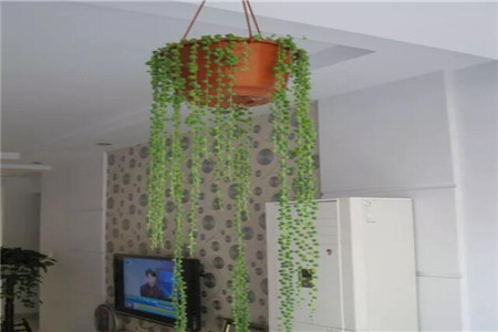 多肉植物扦插繁殖如何操作