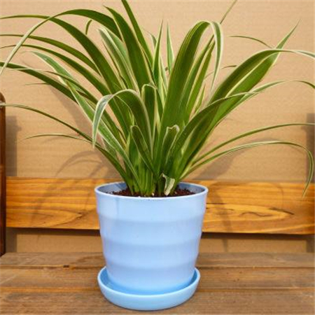 金边吊兰叶子发软下垂