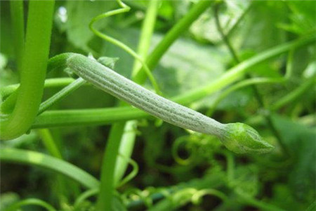 丝瓜压蔓是什么意思