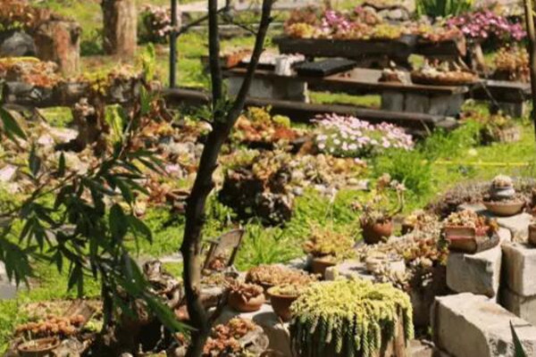 90后高材生包地20亩种多肉爱情事业双丰收！(种多肉大棚要投资多少钱)