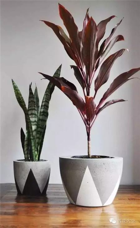 什么花适合养在花盆里