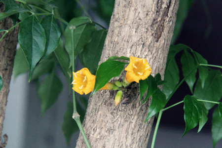 幸福树图片大全大图