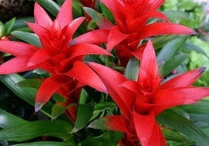 鸿运当头什么时候开花?