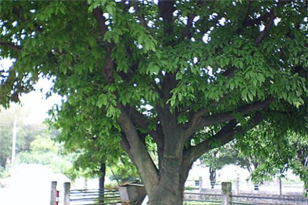 大叶榕怎样嫁接小叶榕苗