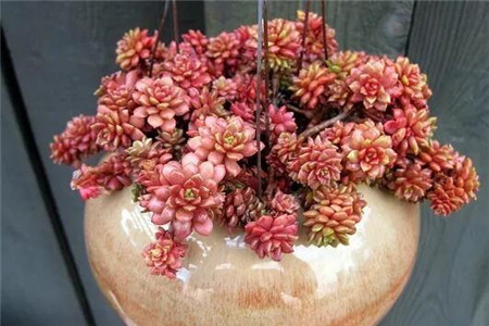 度夏与渡夏的区别