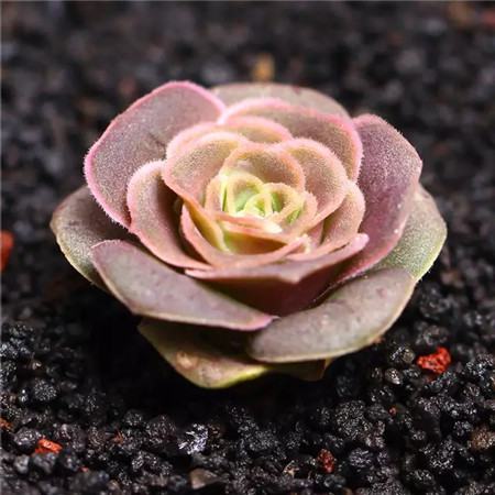 多肉五月份还可以施肥吗