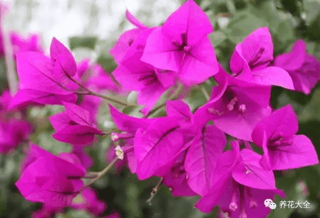 三角梅瀑布盆景