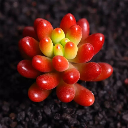 多肉五月份还可以施肥吗