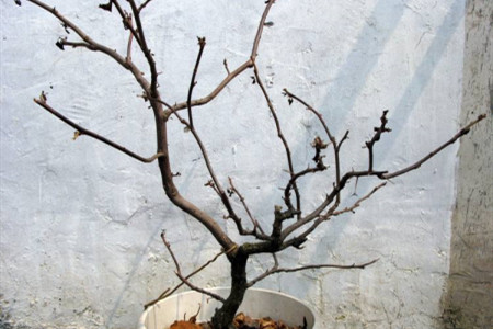 三角梅几月发芽?