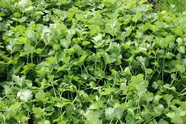 香菜的病虫害防治(香菜的病虫害管理)