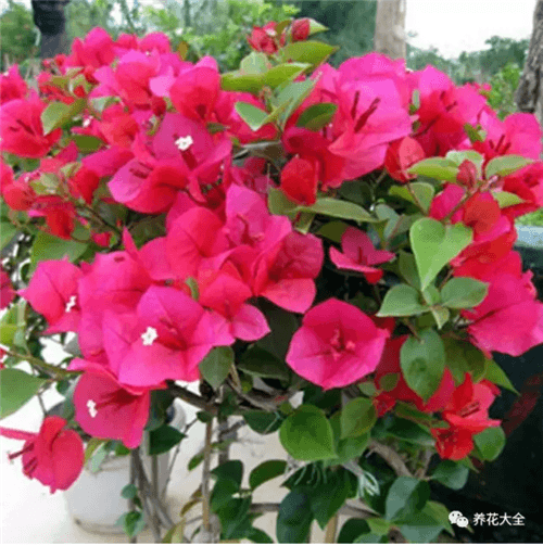 三角梅瀑布盆景