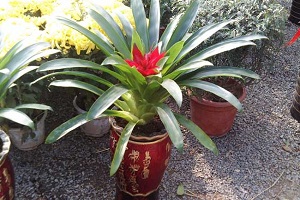 鸿运当头什么时候开花?