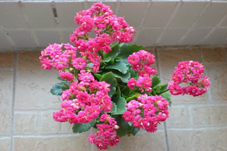 长寿花怎样养才能又矮又肥又开花