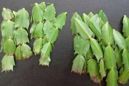 蟹爪兰一节可以留几个叶片