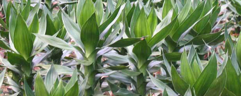 观音竹叶子蔫了发黄怎么办黄叶枯萎的原因及补救办法(观音竹子叶子发黄怎么补救)