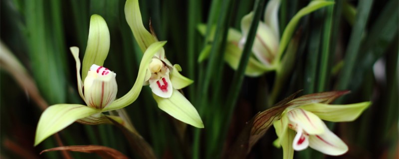 兰花的叶子为什么扭了(兰花叶扭转是什么原因)