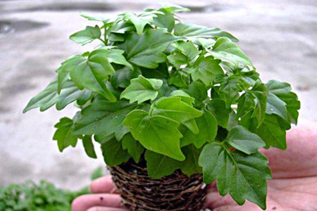 幸福树图片大全大图