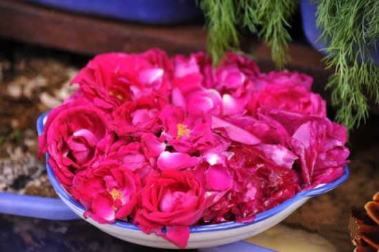 可食用玫瑰品种哪种好