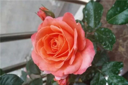 月季花适合院子里种植吗