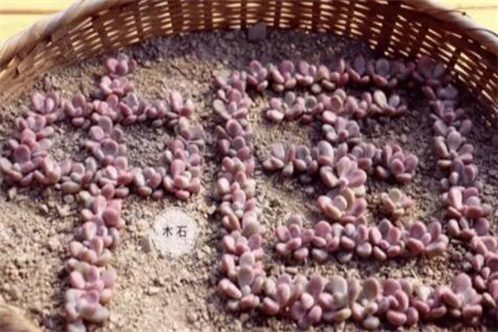 种多肉大棚要投资多少钱