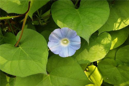 圆叶牵牛养殖技术视频