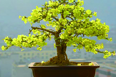 迎春花盆景制作步骤及养护方法图片