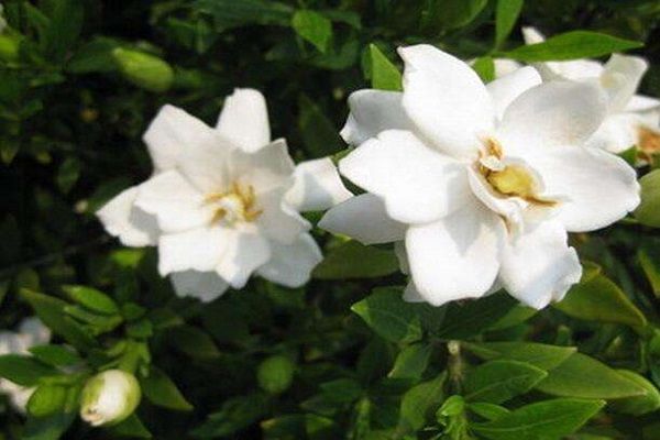 大叶栀子花怎么修剪(大叶栀子花修剪方法)