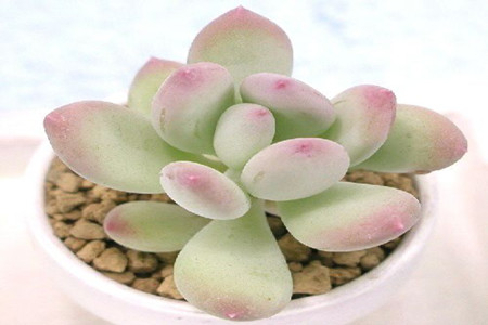 桃之卵与桃蛋的区别