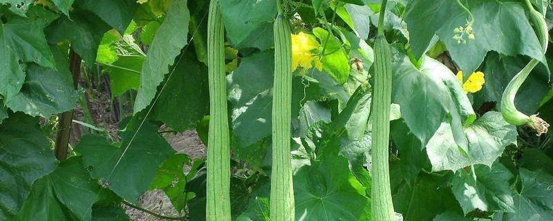 丝瓜压蔓是什么意思